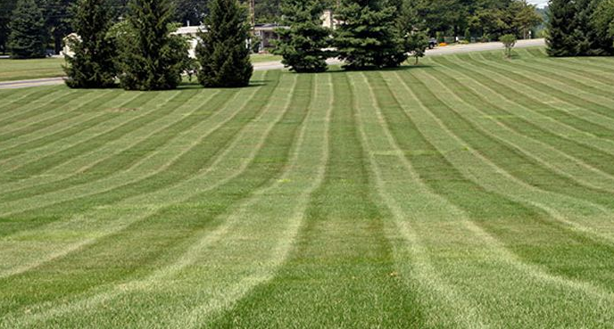 Benefits of Hiring a Professional Lawn Care Company