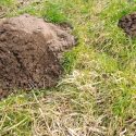 mole trenches in lawn
