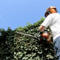 Pruning plants in the Spring