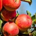 Caring for your apple tree during the summer