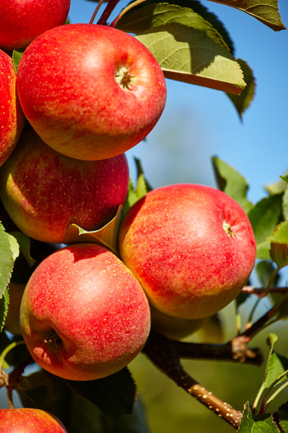 Properly Caring for Your Fruit Trees this Summer Crew Cut Enterprises