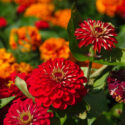 Seasonal flowers for your garden and landscape