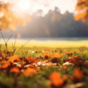 Autumn leaves on it in the park in the morning